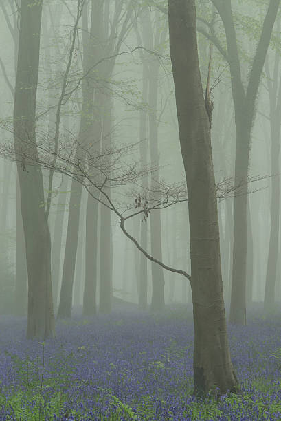 Misty Bluebells and Beeches stock photo