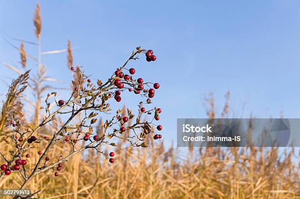 Common Hawthorn Berries Stock Photo - Download Image Now - Autumn, Beauty In Nature, Berry Fruit