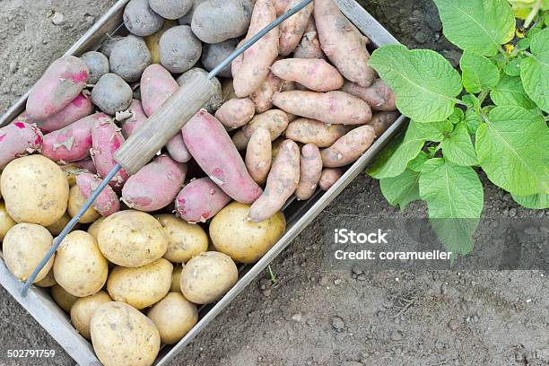 Photo libre de droit de Variétés De Pommes De Terre banque d'images et plus d'images libres de droit de Aliment - Aliment, Aliments et boissons, Bleu