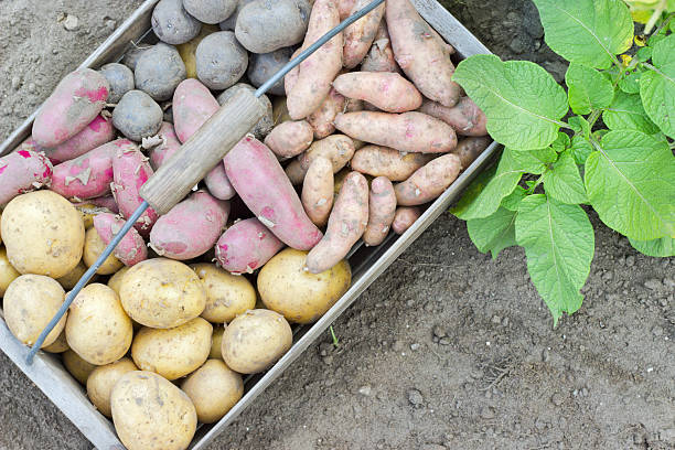 ポテトの種類 - red potato raw potato burlap red ストックフォトと画像