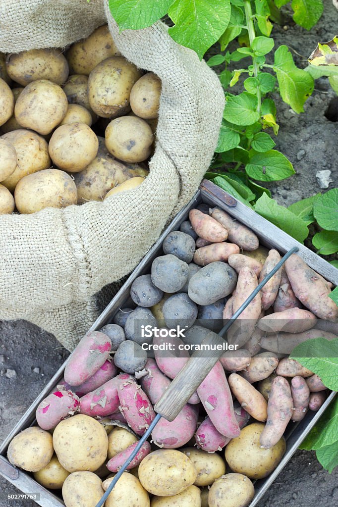Variedades de patata - Foto de stock de Aire libre libre de derechos