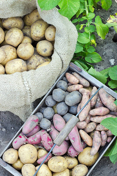 ポテトの種類 - red potato raw potato burlap red ストックフォトと画像