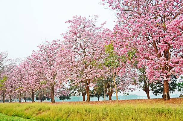 istock Landscape of pink Trumpet Tree 502791951