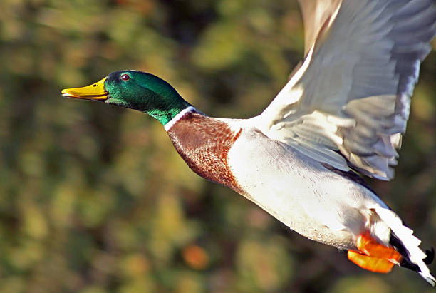 istock Mallard duck male with its distinctive markings flying free 502804766