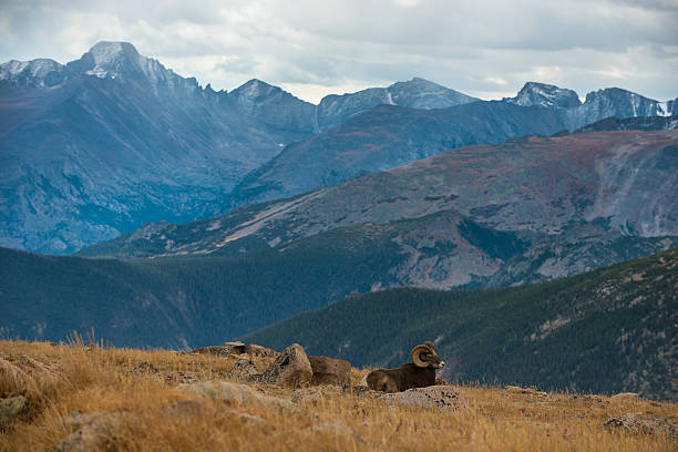 wild carneiro selvagem norte-americano ovis canadensis do rocky mountain de colorado - rocky mountain sheep - fotografias e filmes do acervo