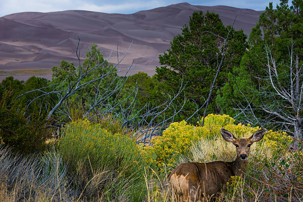 istock Wild Deer looking towards the camera Colorado Wildlife 502805942
