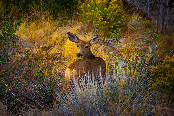 istock Wild Deer looking towards the camera Colorado Wildlife 502806140