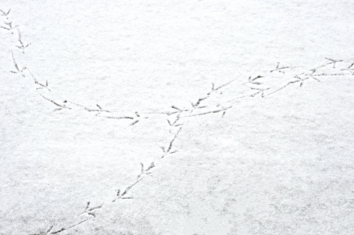 Birds' footprints on the first thin layer of snow