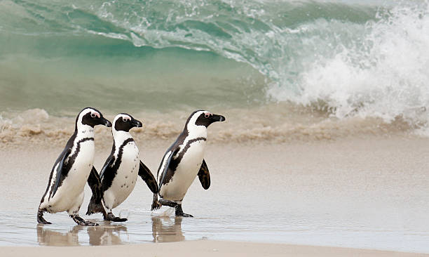 African Penguins walking in front of a wave stock photo