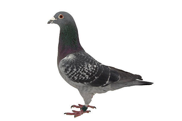 istock Grey sport pigeon isolated on white 502807658