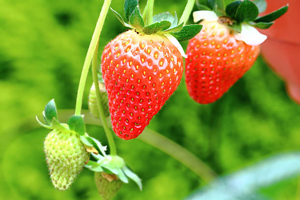 istock Strawberry on strawberry plant 502807806