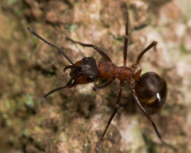 istock Southern wood ant (Formica rufa) 502808000