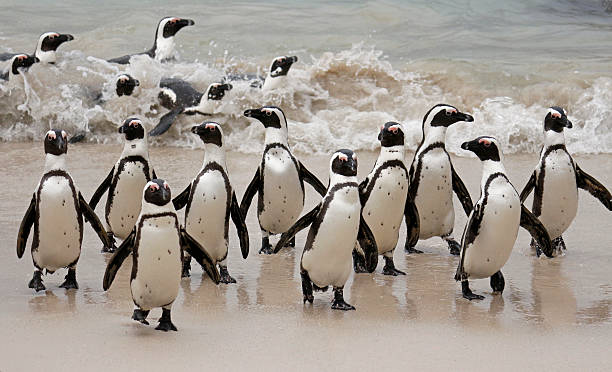 groups of african penguin getting out of the sea - dieren netvlies stockfoto's en -beelden