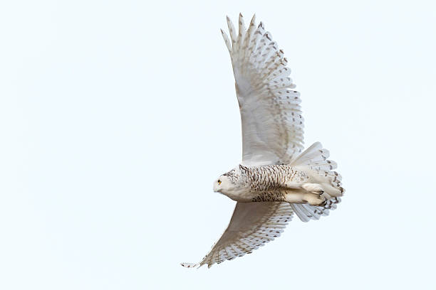 istock Snowy Owl in flight, Bubo scandiacus, Bird in Canada 502809124