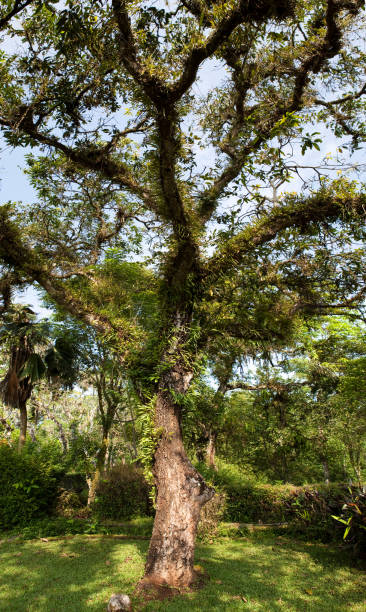 istock Tree with epiphytes in jungle 502809390