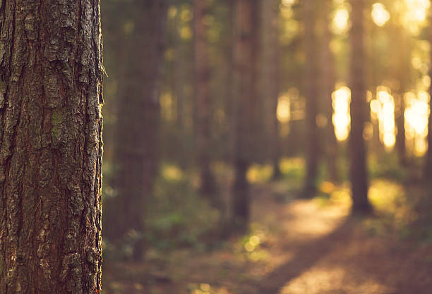 Sunlight bokeh through Trees in Evergreen forest - UK stock photo