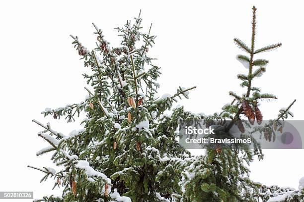 Background Fir Branch With Pine Cone And Snow Flakes Stock Photo - Download Image Now