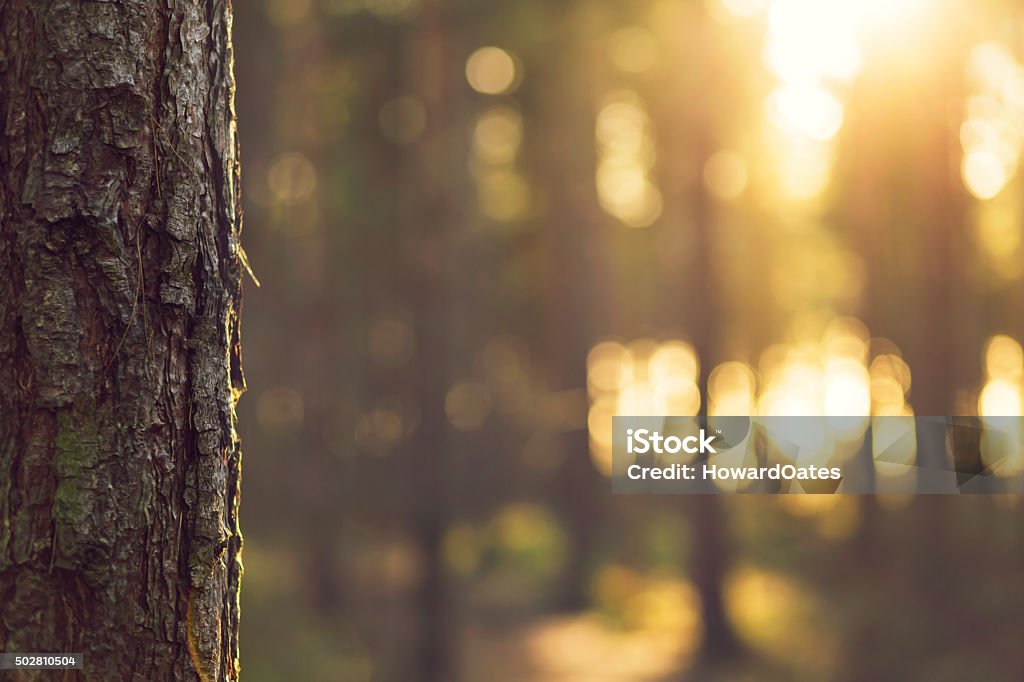 Sunlight bokeh through Trees in Evergreen forest - UK Defocused Stock Photo