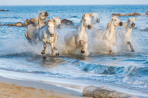 istock Herd of White Camargue Horses 502812390