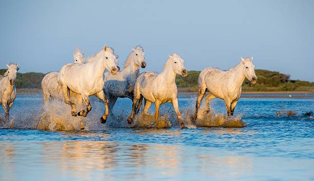 istock White Camargue Horses 502813382