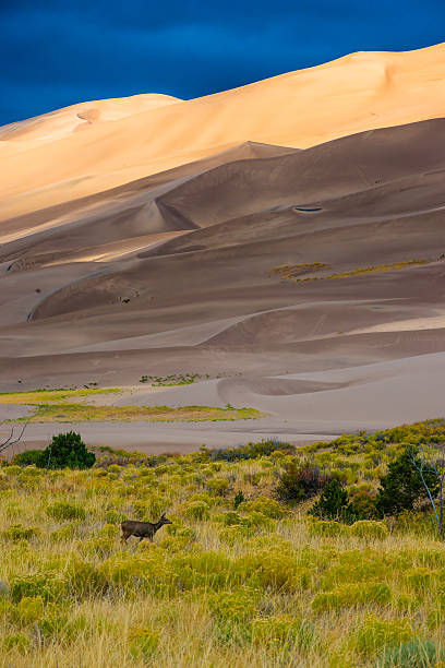 istock Wild Deer Sand Dunes Colorado 502813438