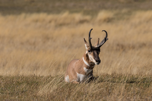 Roe deer male during rutting season, natural habitat.