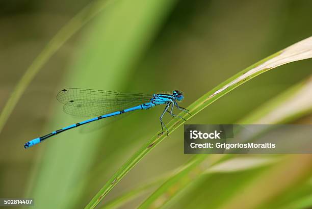 Blue Damselfly On Grass Stock Photo - Download Image Now - Blue, Civil Blue Damselfly, Damselfly