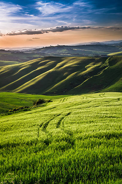 istock Green fields and meadows at sunset in Tuscany 502814541