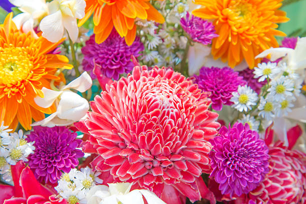 istock colorful flowers 502815667