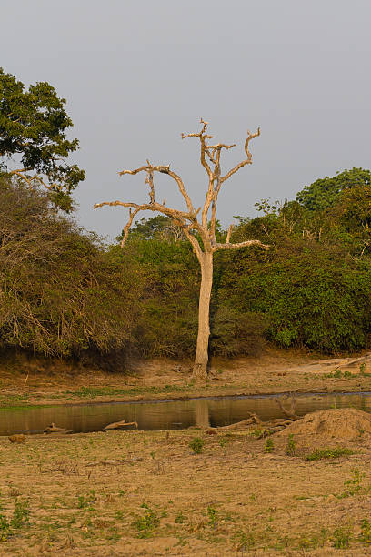 istock Safai in the Yala Nationalpark 502815771