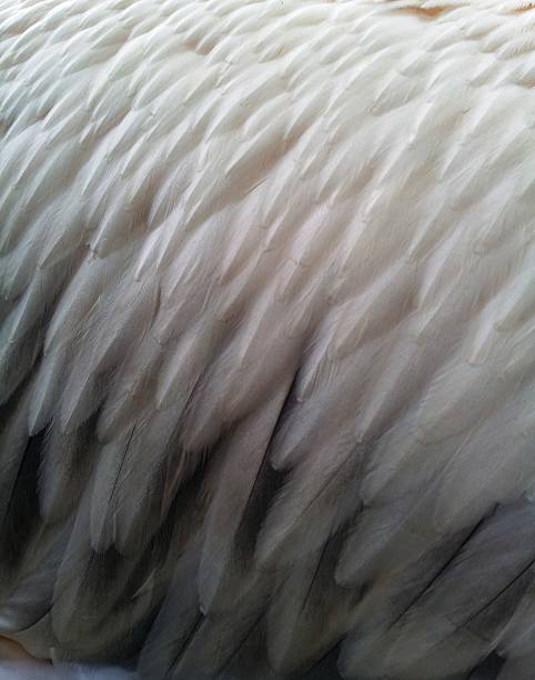 istock Pelican feathers close up 502815813
