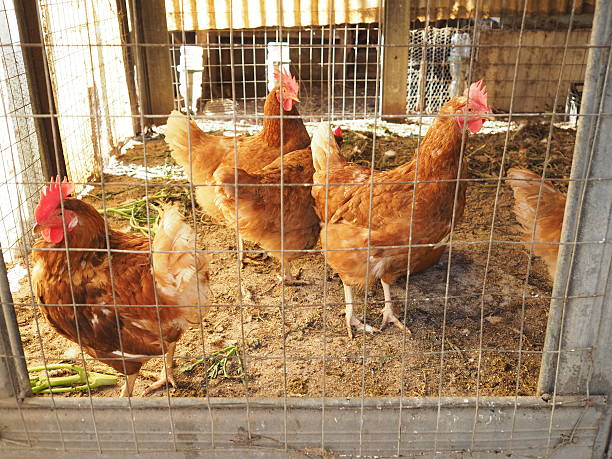 istock hens in the chicken coop 502815920