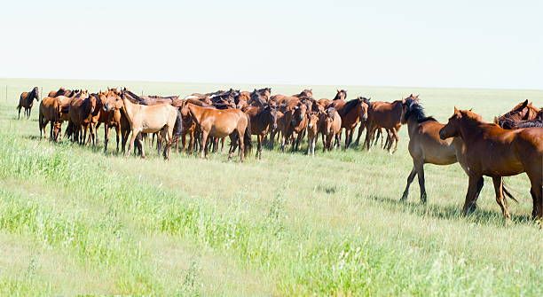istock Running Wild Horses in Dust 502816265