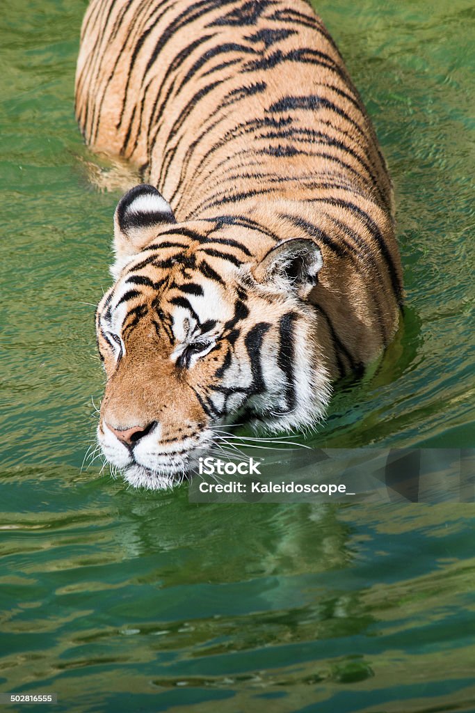 Portrait Of A Tiger Alert In The Water Stock Photo - Download Image Now ...