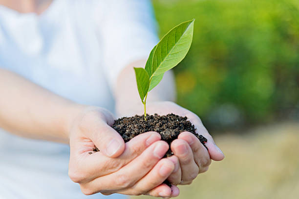 istock Small plant in female hands 502816866