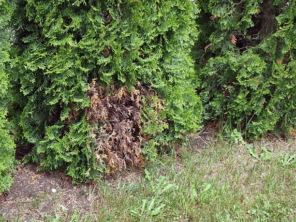 thuja malattia - juniper tree cedar tree tree branch foto e immagini stock