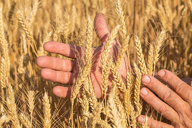 istock Ripe golden wheat ears in her hand 502817193