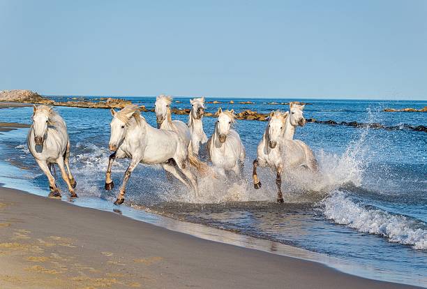 istock White Camargue Horses running through water in sunset light. 502817222