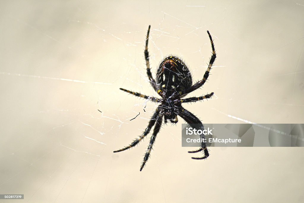 Spider Black Spider in Web Animal Hair Stock Photo
