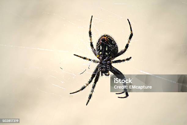 Spider Stock Photo - Download Image Now - Animal Hair, Black Color, Extreme Close-Up