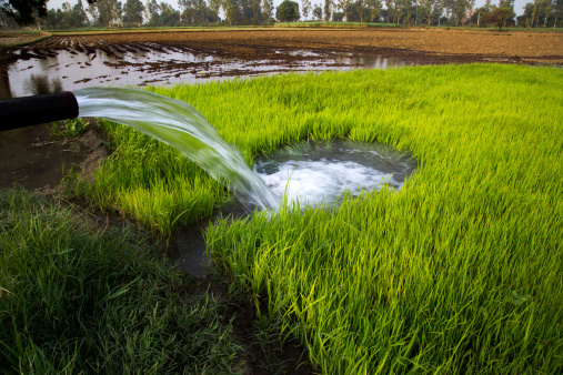 Irrigation through Tube well of Rice Paddy at Haryana India.