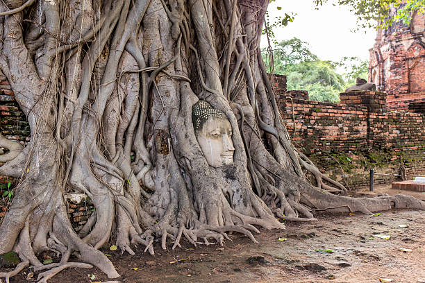 istock Head Buddha in root in temple mahathat 502817504