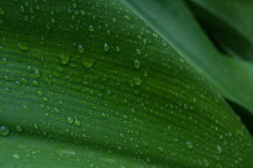 Little water drops on a leaf
