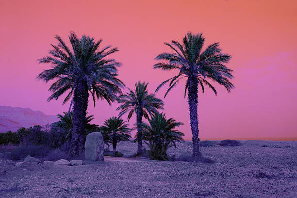istock Retro background with palm trees in dessert 502818354