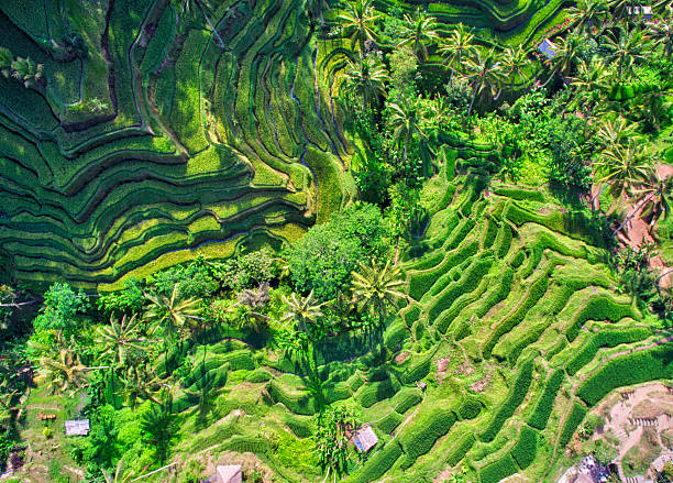 istock Cultivated fields of rice in Bali, top view. 502818386