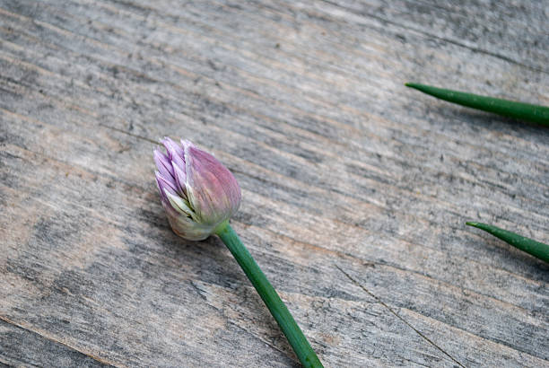 istock Garlic scabes and flower on wood 502818980