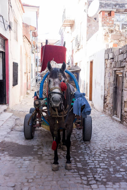 Ruma, Serbia - June 25, 2024: Picture of men driving a fiacre with grey horses in the Rumska Straparijada market, with a horse ready to pull a trunk. The scene takes place during a cultural event, where historical transportation methods are celebrated. The image showcases the enduring legacy of traditional Serbian customs and the significance of maintaining cultural heritage through such events. It provides a glimpse into the rural lifestyle and the community's efforts to preserve and honor their historical roots.