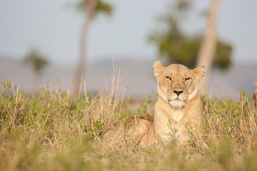 A Lioness lying in grass looking relaxed but aware . Taken on the Masai Mara, Kenya .