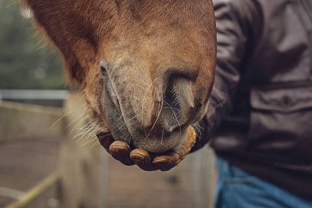 istock Feeding a Horse - Detailed Closeup 502819896