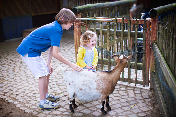 istock Happy kids petting a goat in zoo 502820245